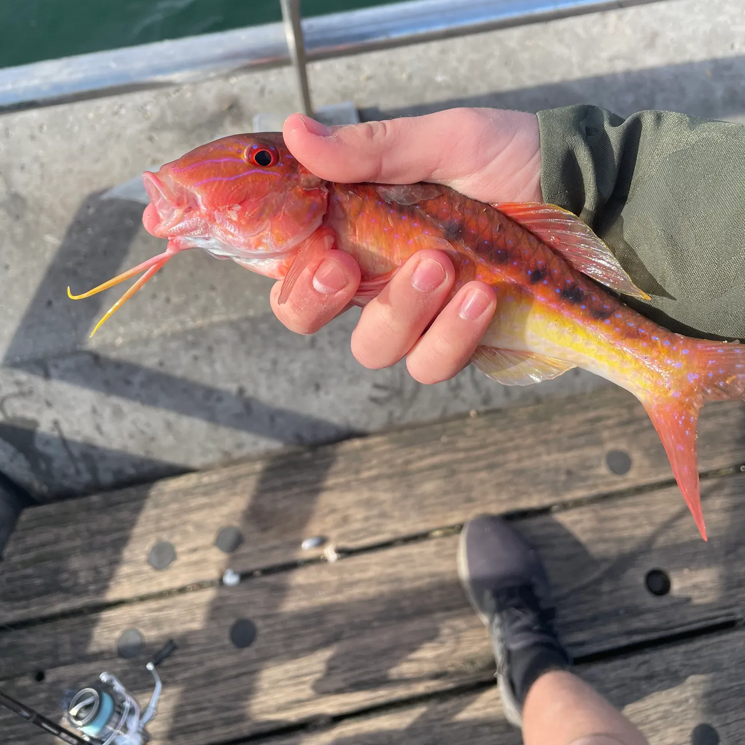 The most popular recent Red mullet catch on Fishbrain