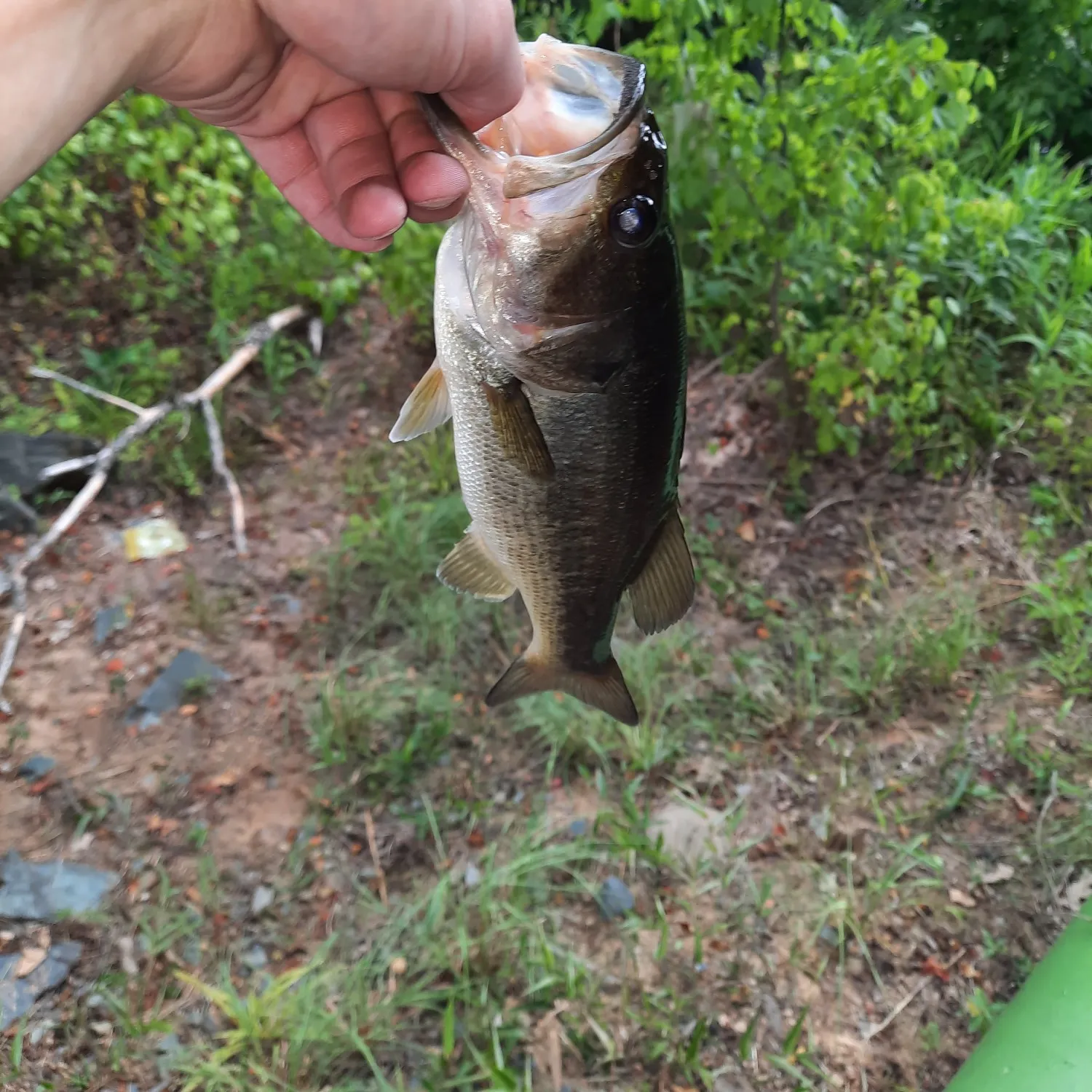 ᐅ Lake Lee fishing reports🎣• Monroe, NC (United States) fishing