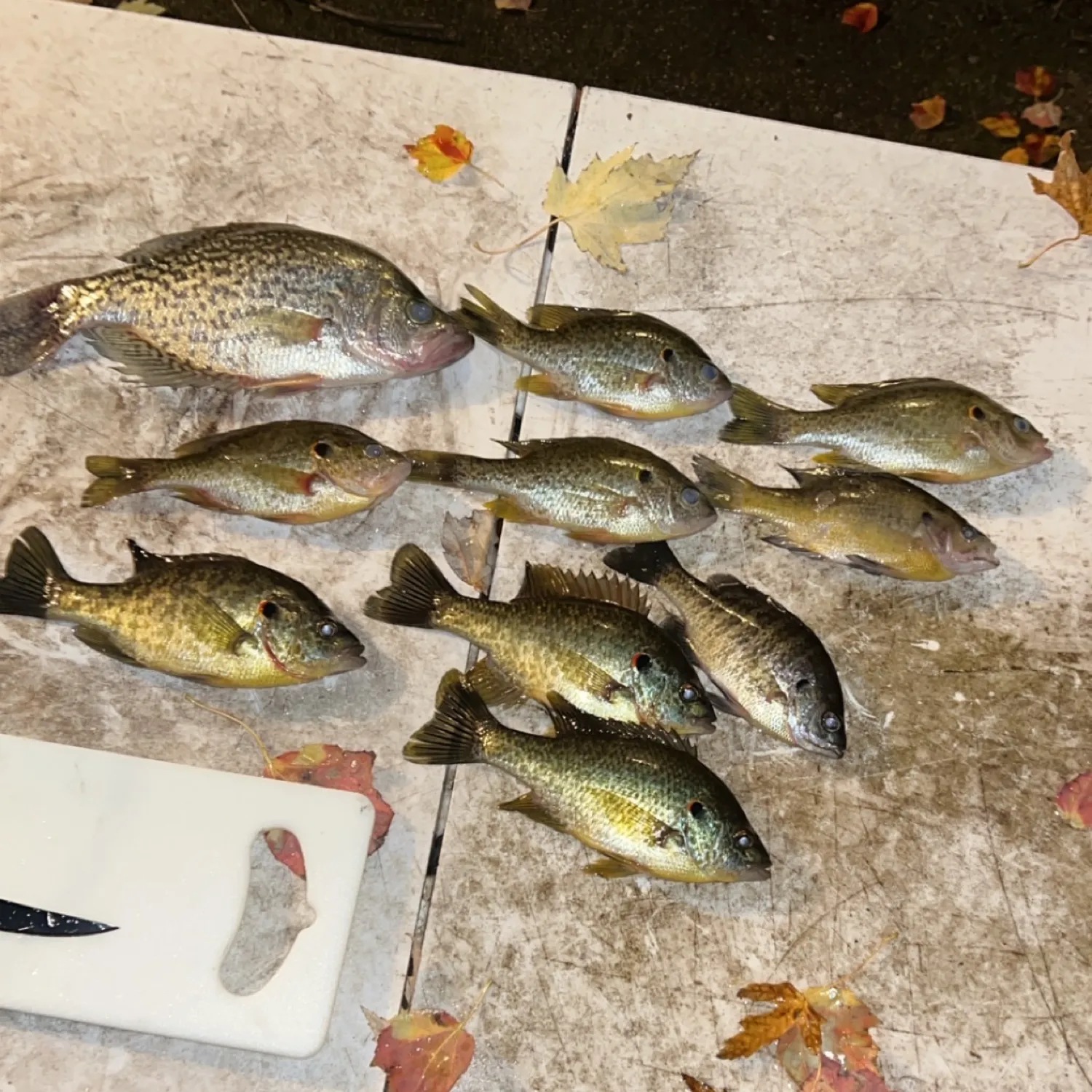 recently logged catches