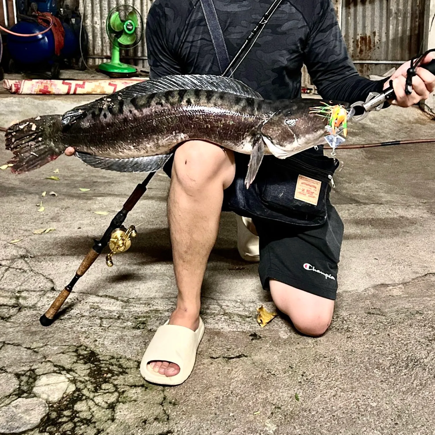 The most popular recent Indonesian snakehead catch on Fishbrain