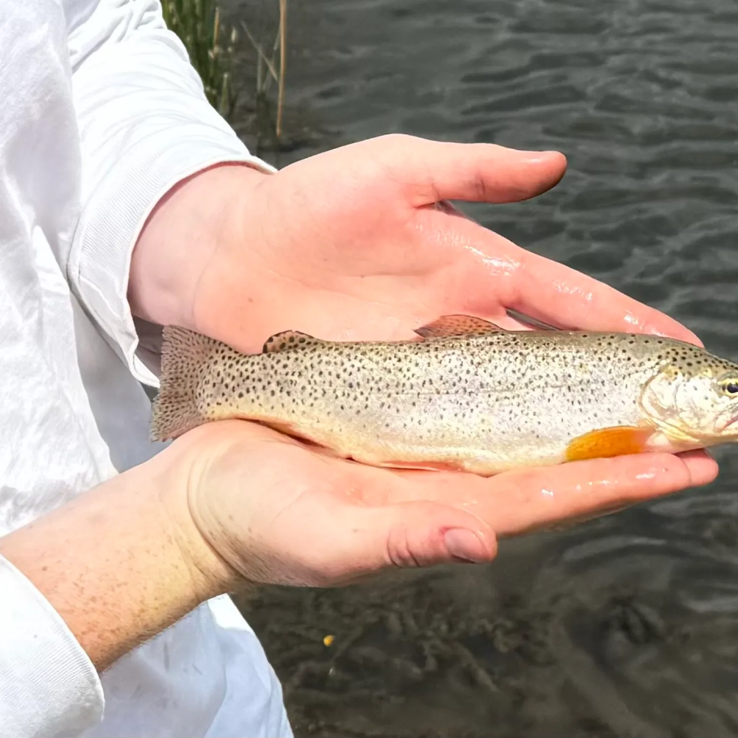 The most popular recent Apache trout catch on Fishbrain