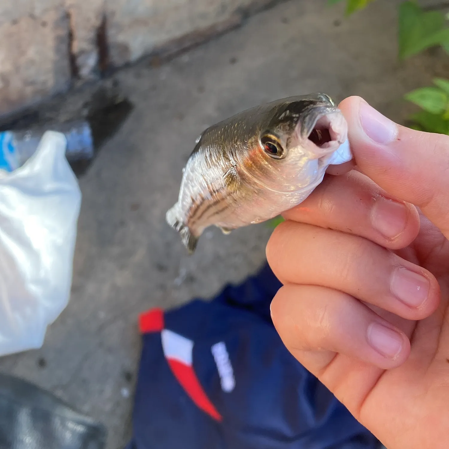 The most popular recent Thinlip grey mullet catch on Fishbrain