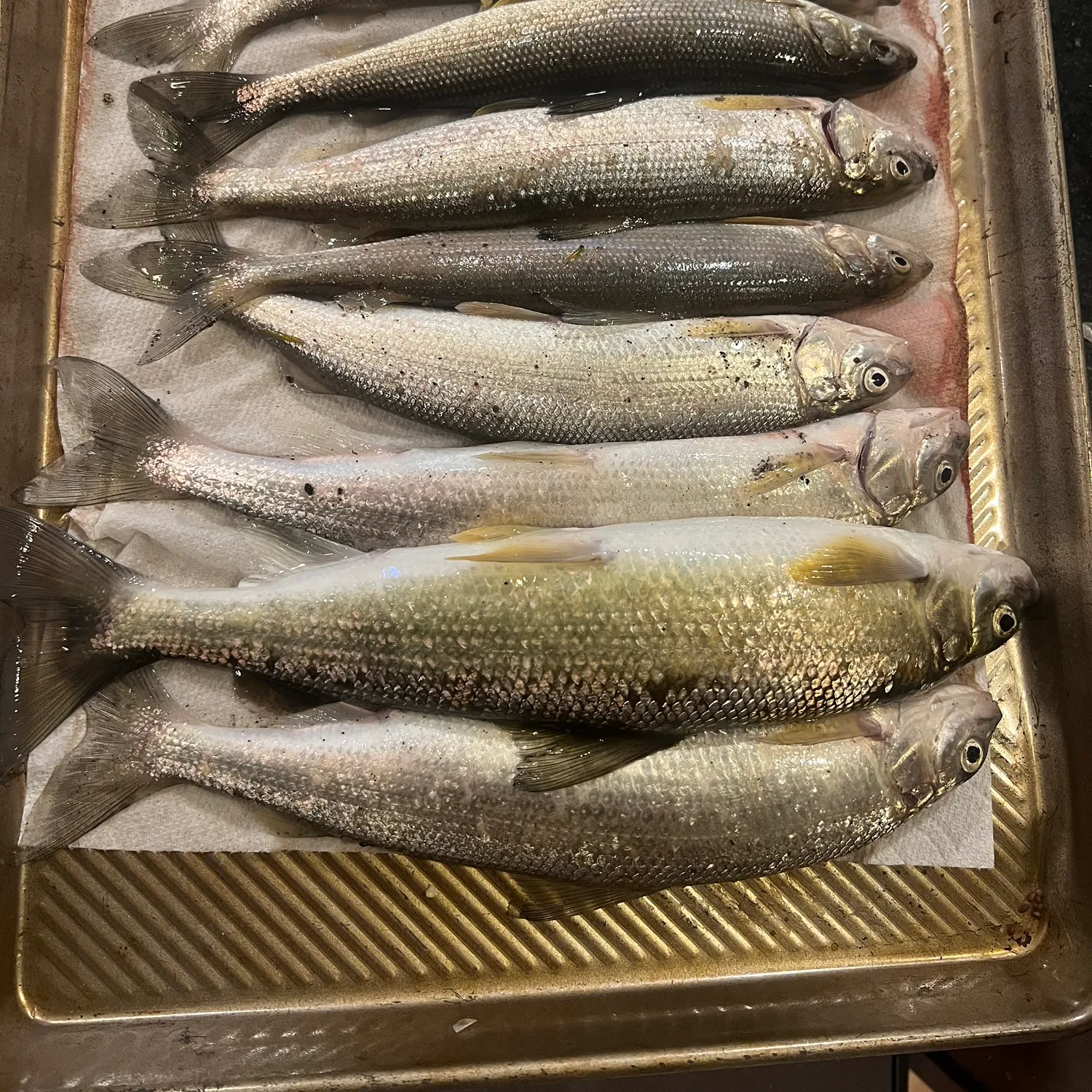 recently logged catches