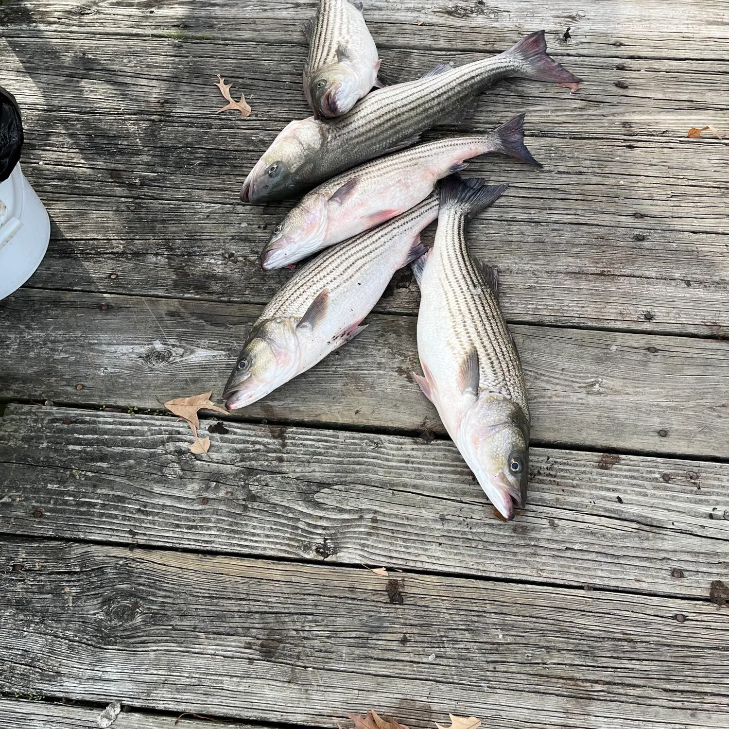 recently logged catches