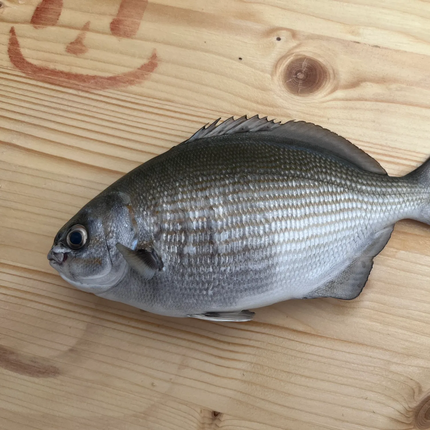 The most popular recent Bermuda sea chub catch on Fishbrain