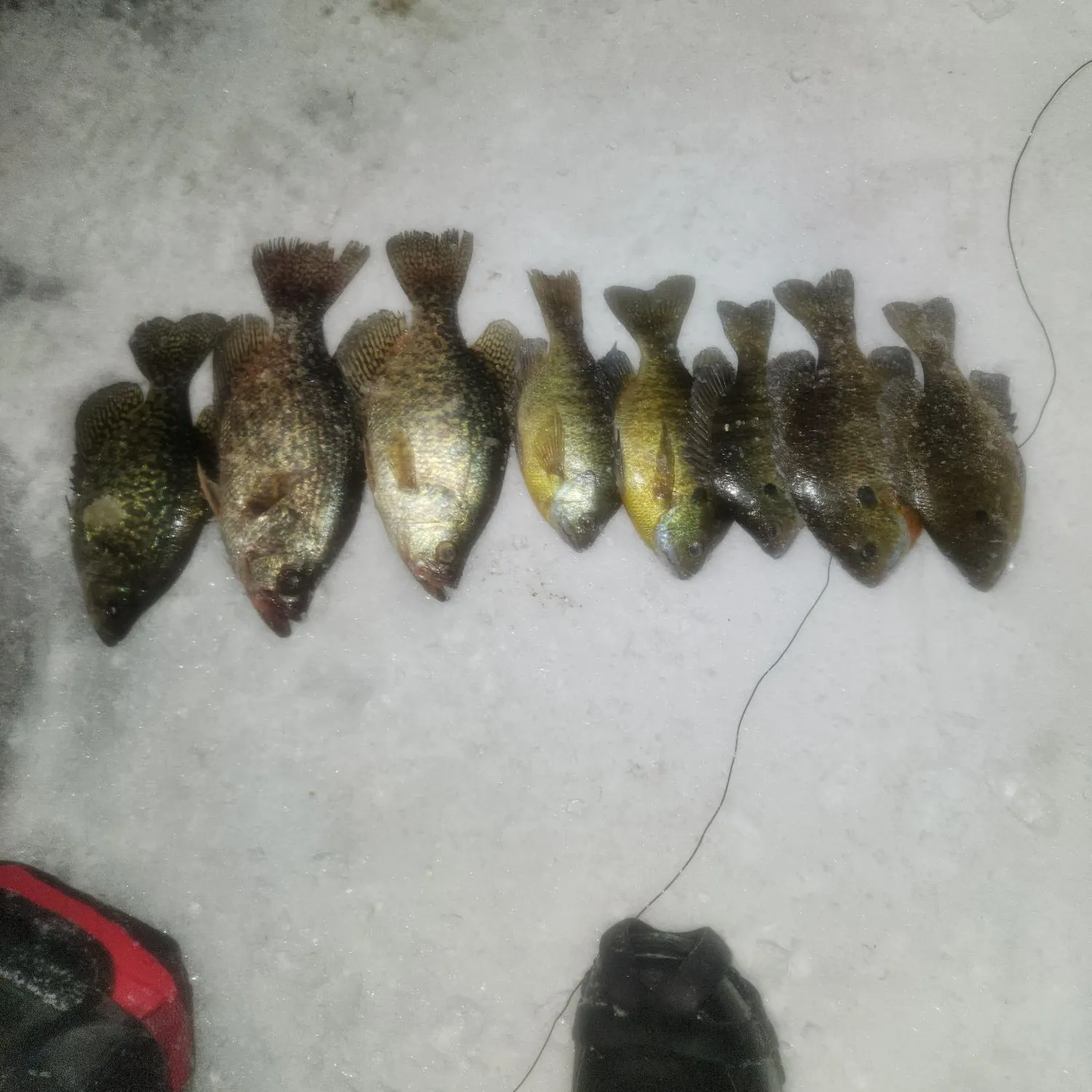 recently logged catches