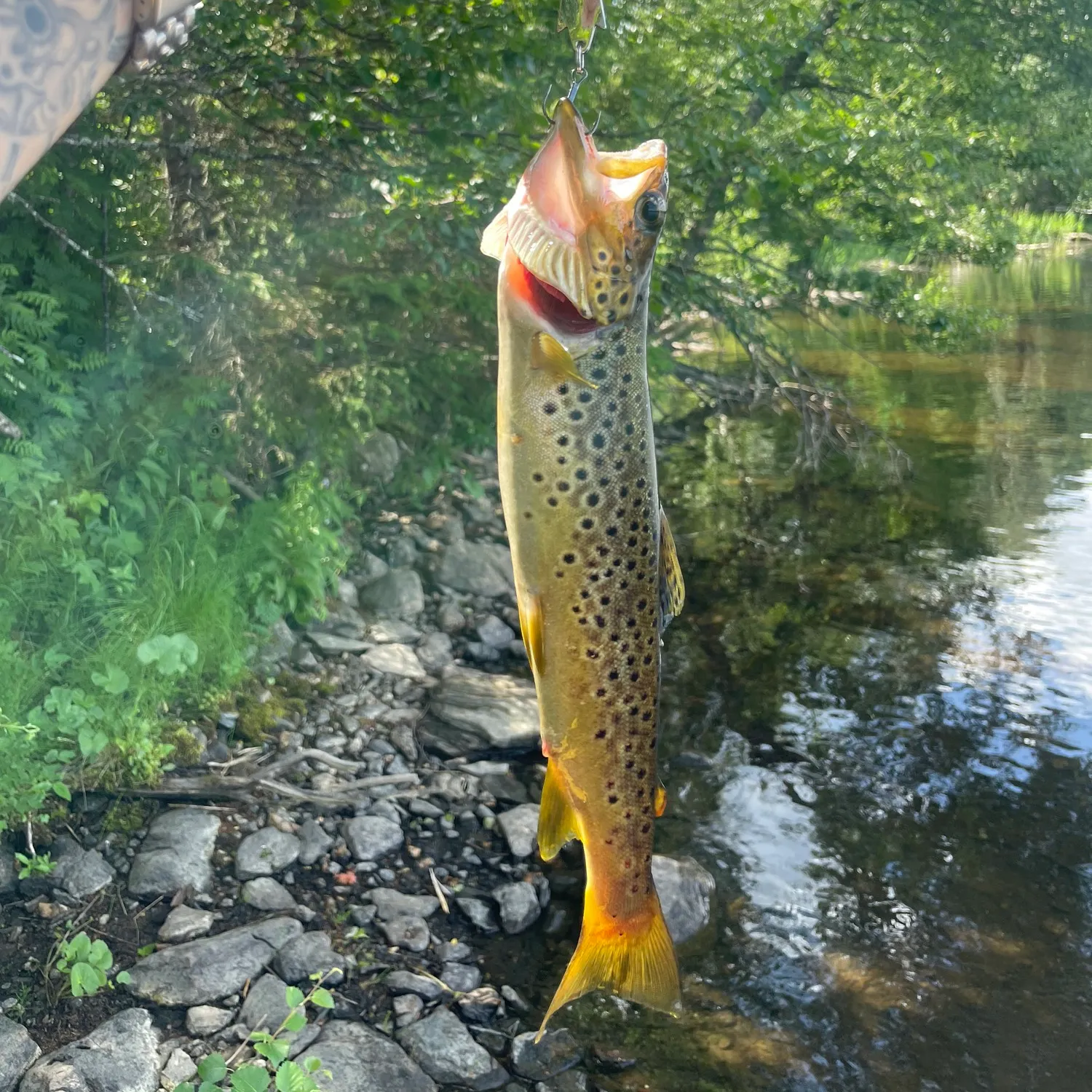 recently logged catches