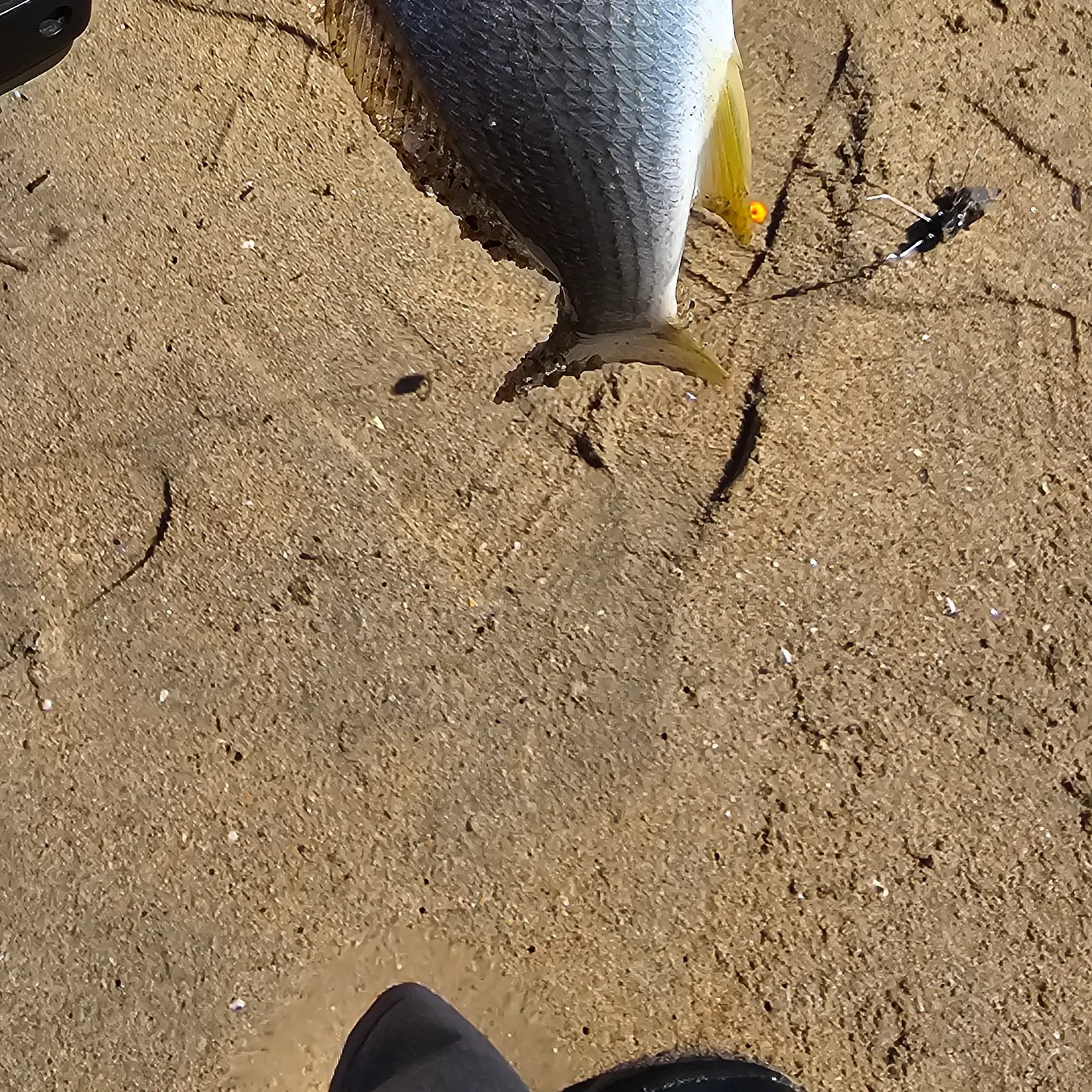 The most popular recent Yellowfin croaker catch on Fishbrain