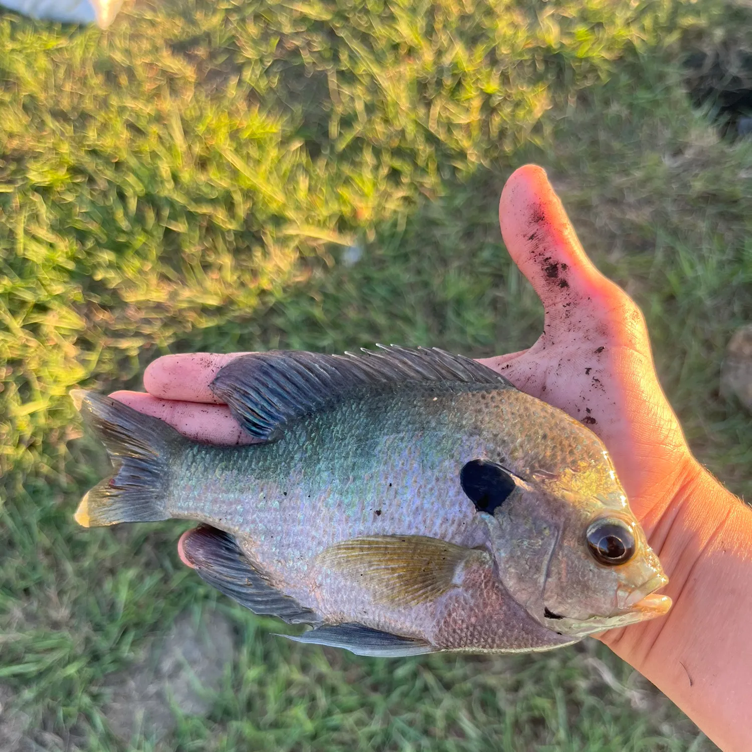 The most popular recent Coppernose bluegill catch on Fishbrain