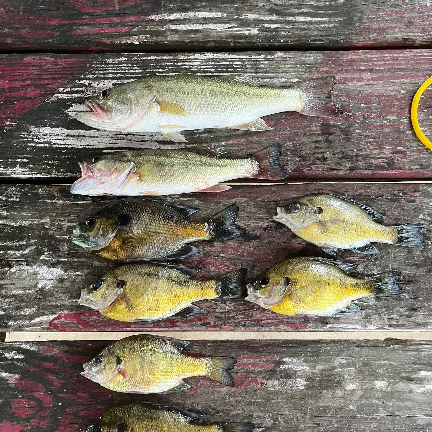 recently logged catches