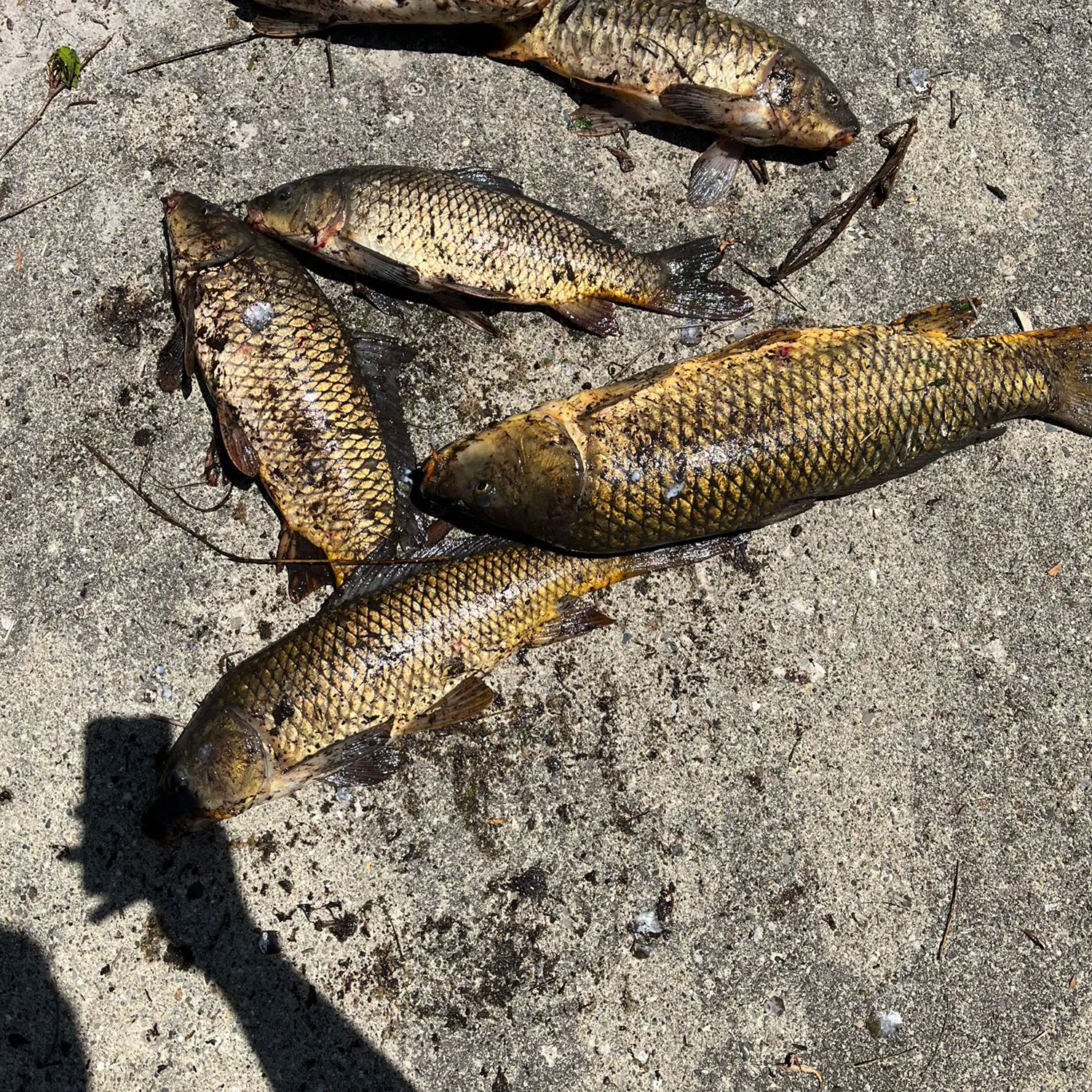 recently logged catches