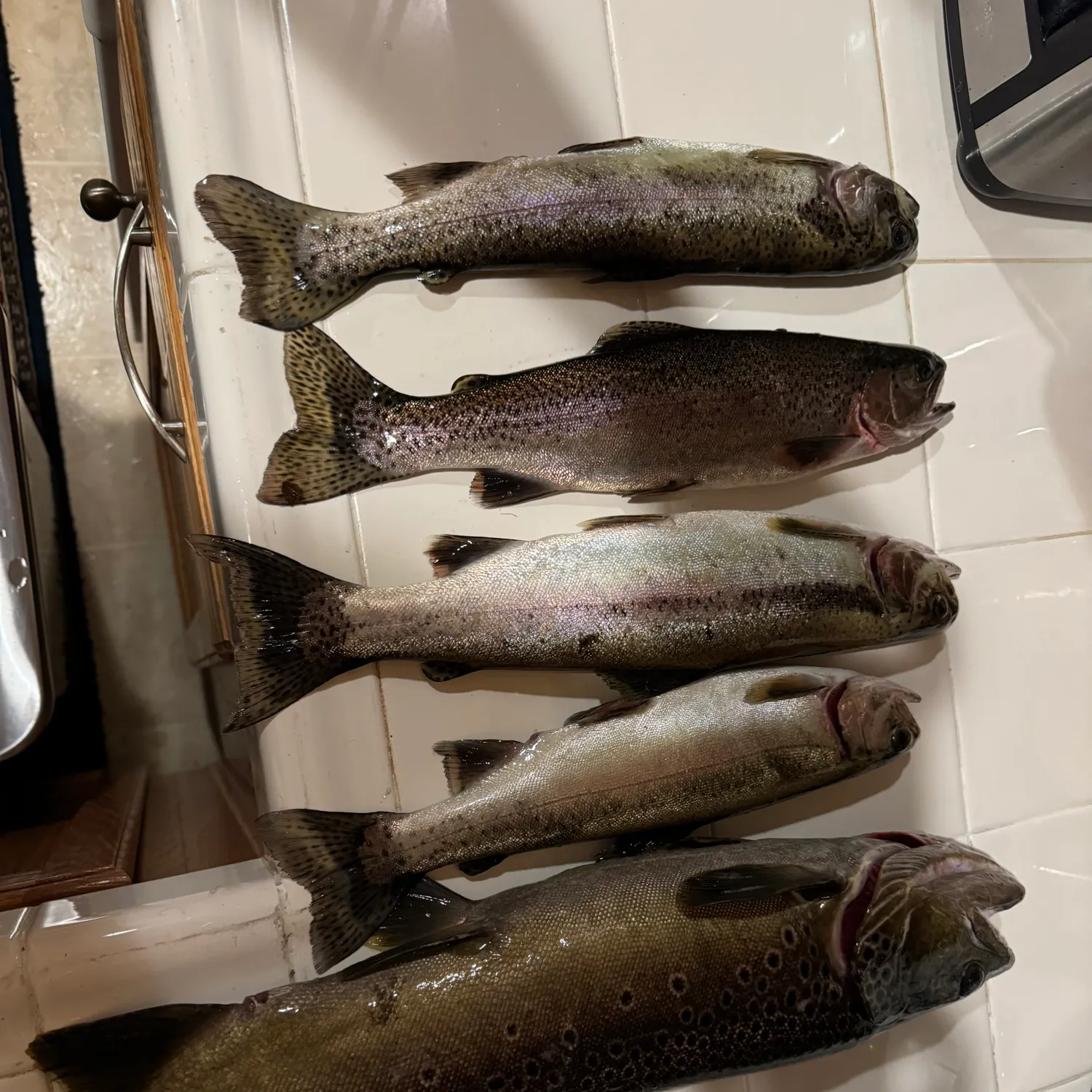 recently logged catches