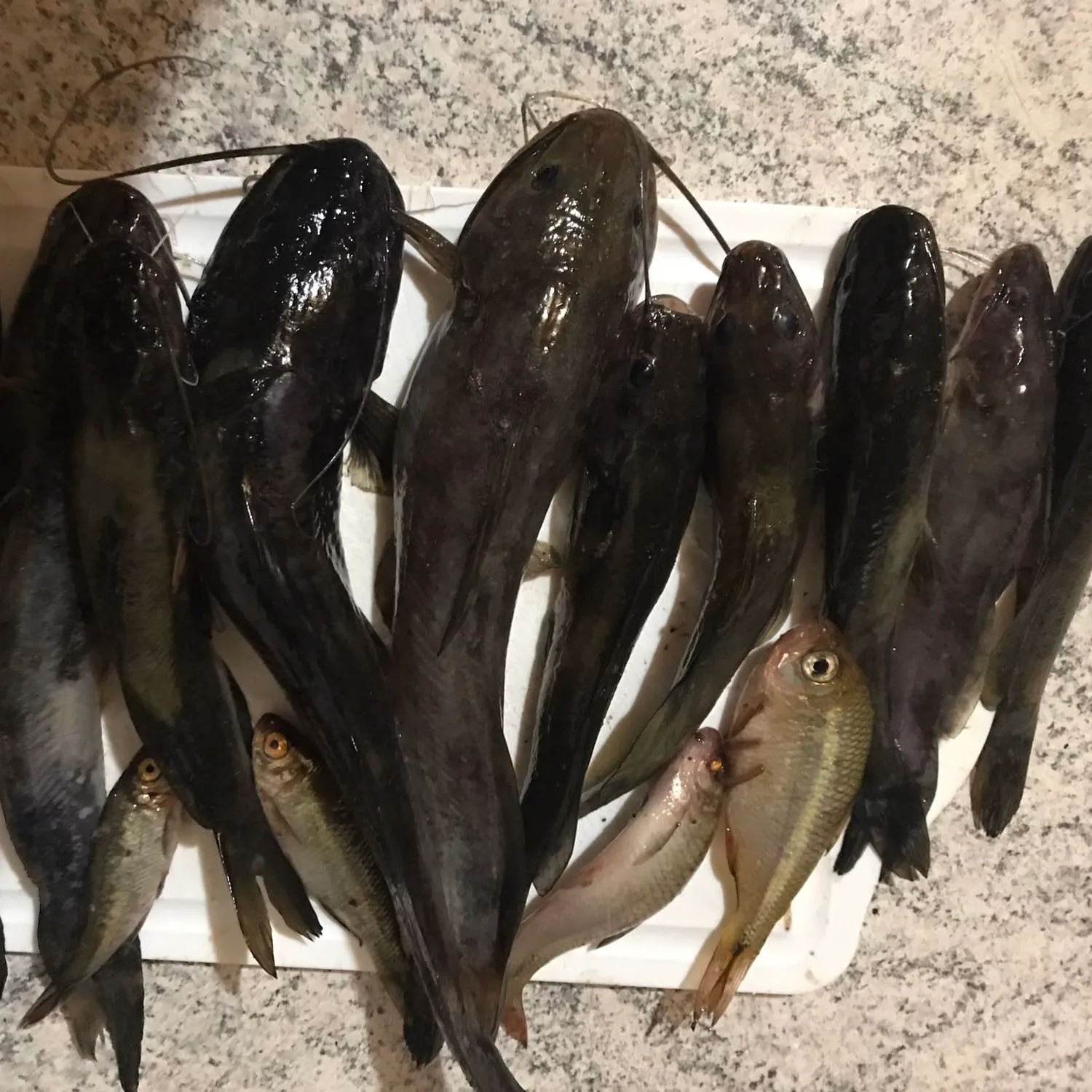 recently logged catches