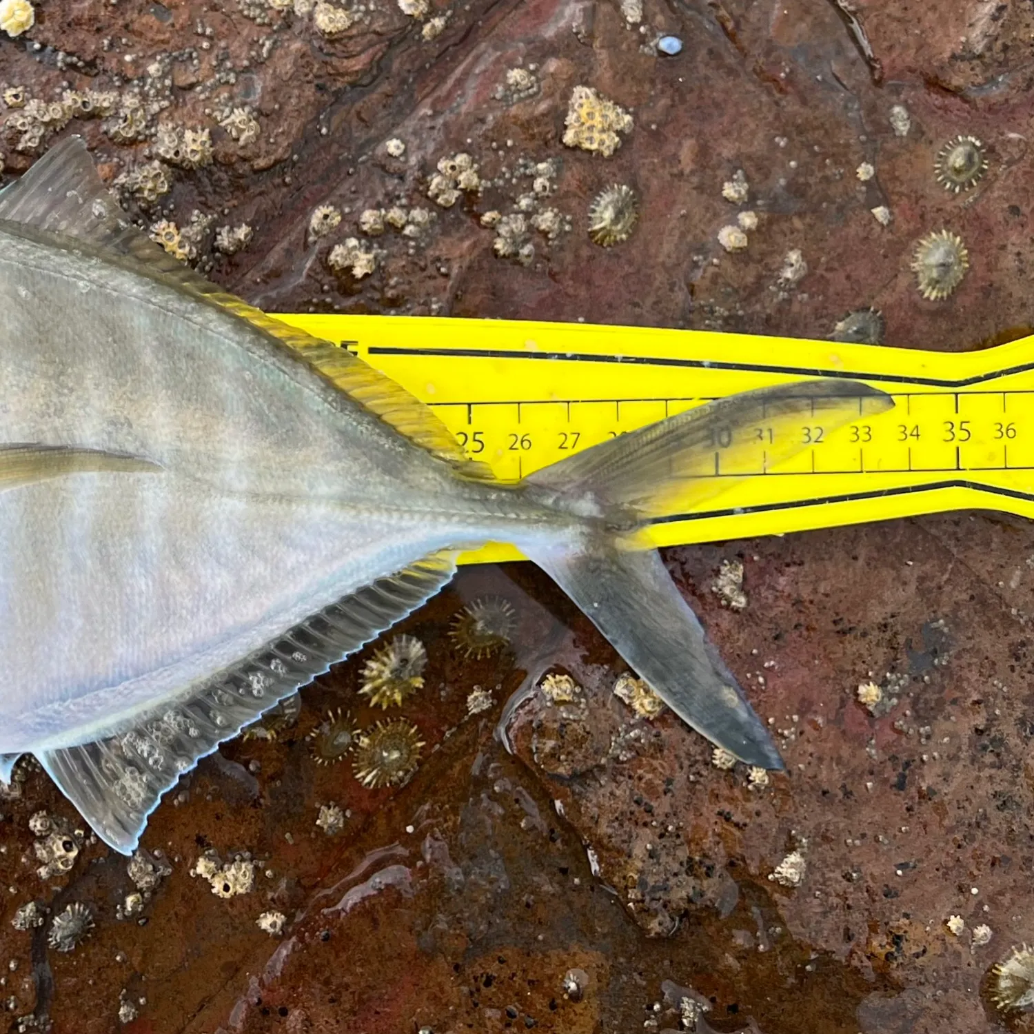 The most popular recent White trevally catch on Fishbrain