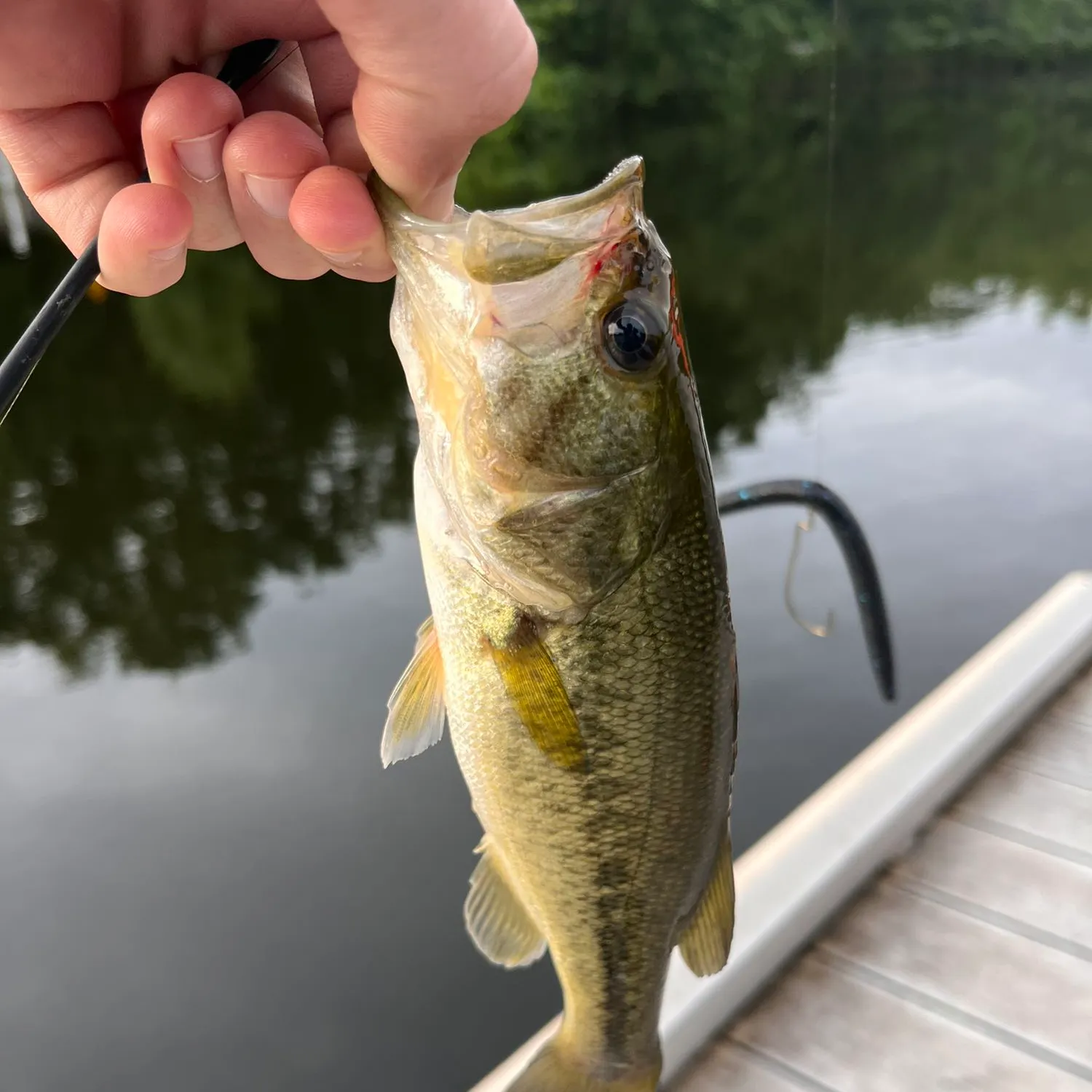 ᐅ Griffith Lake fishing reports🎣• Milford, DE (United States) fishing