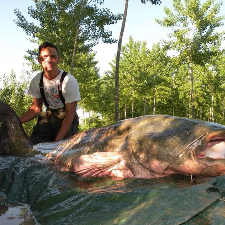 The most popular recent Wels catfish catch on Fishbrain