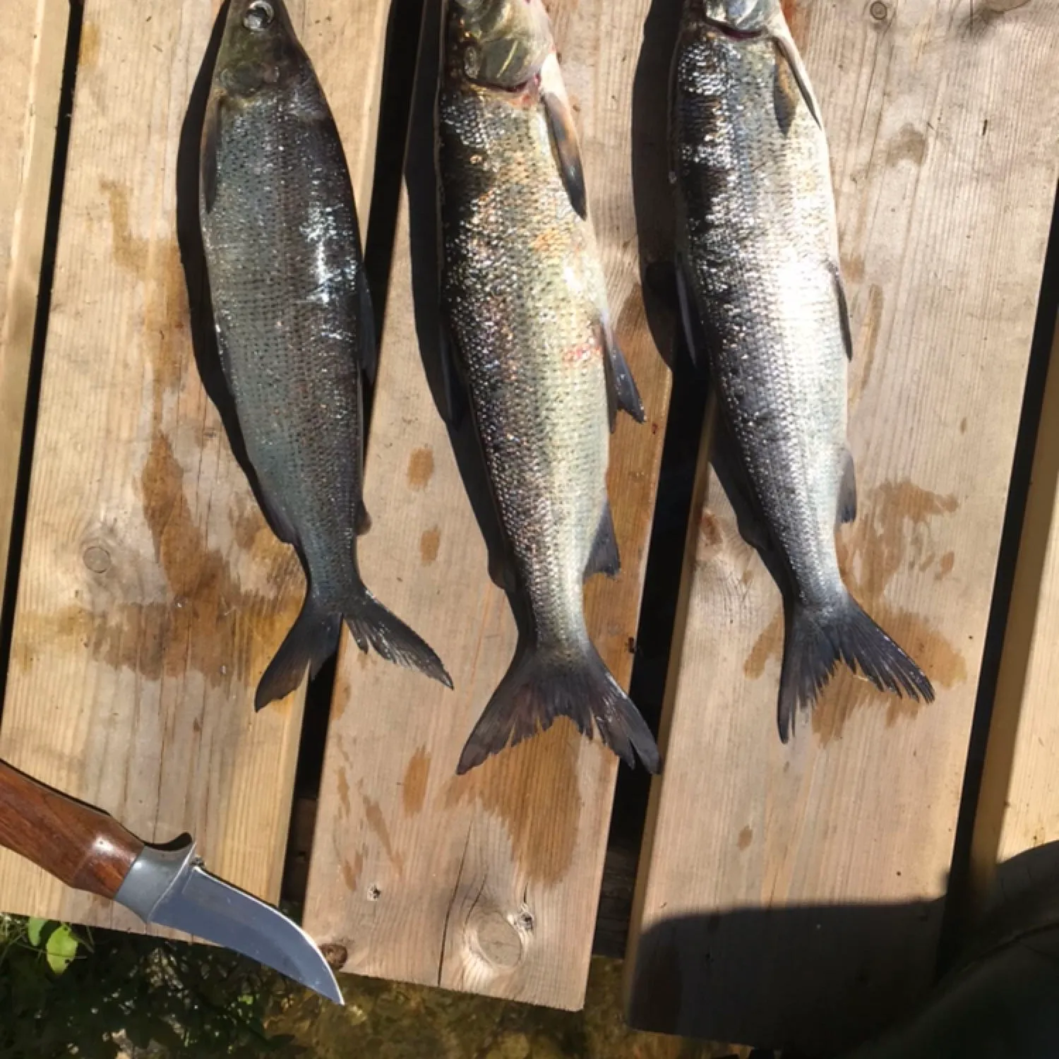 recently logged catches