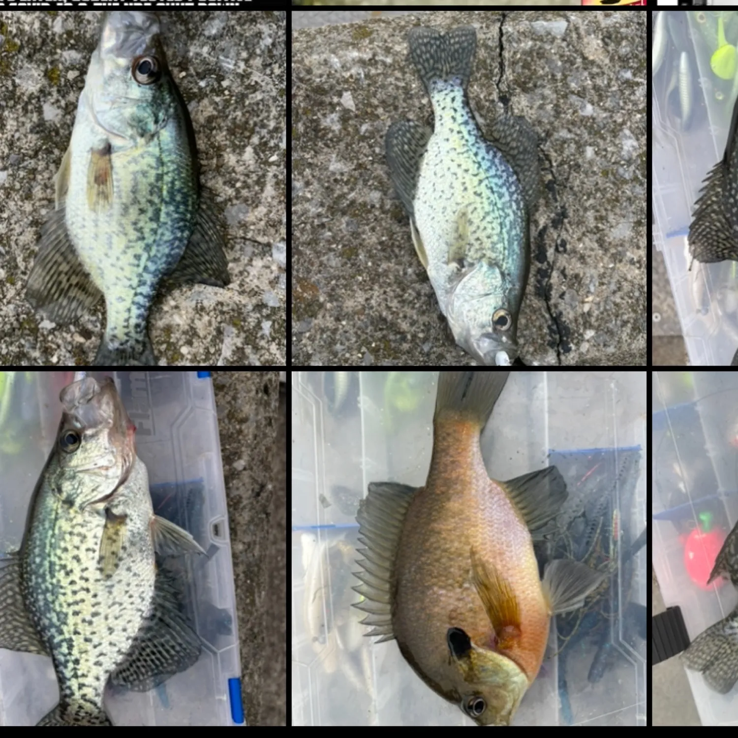 recently logged catches