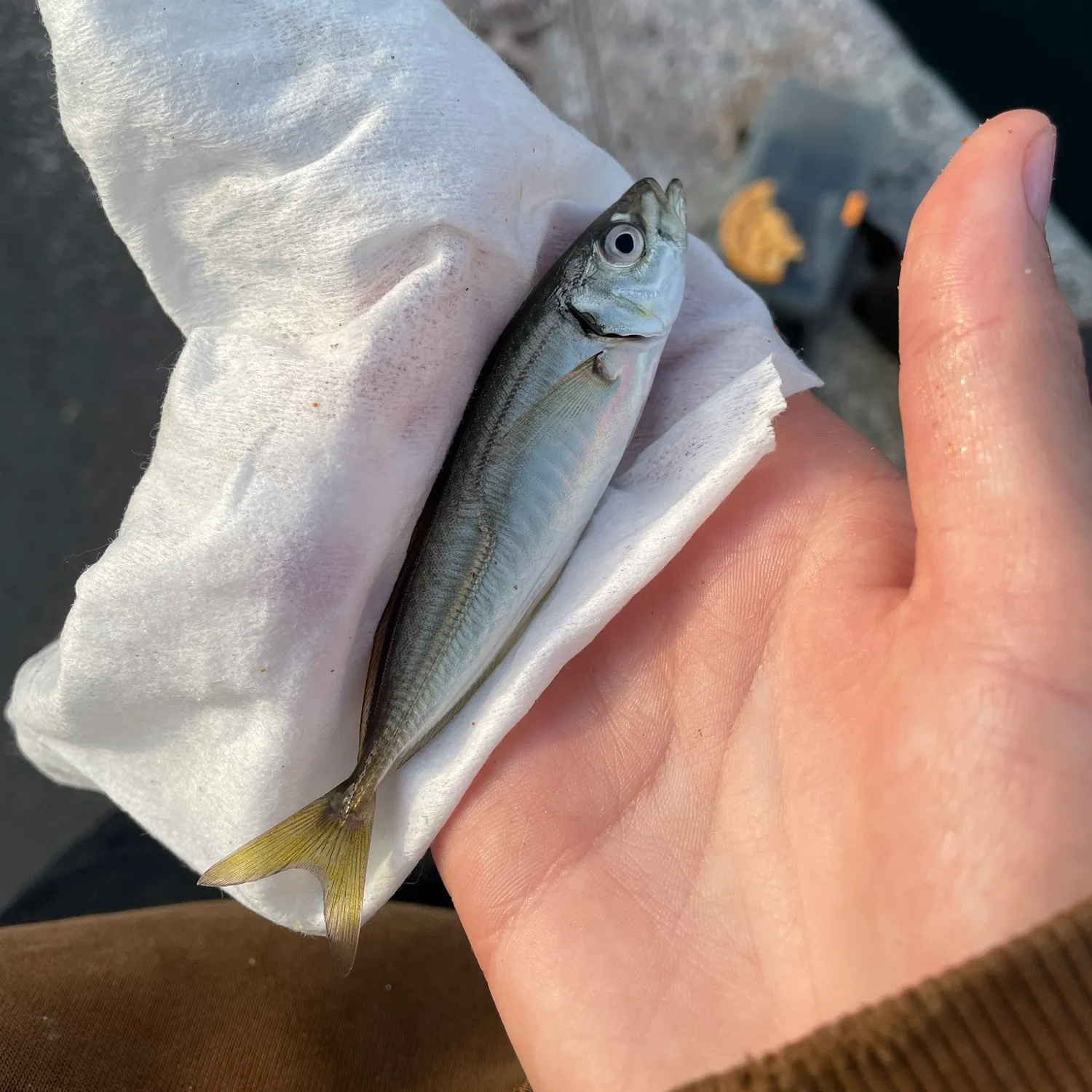 The most popular recent Atlantic horse mackerel catch on Fishbrain