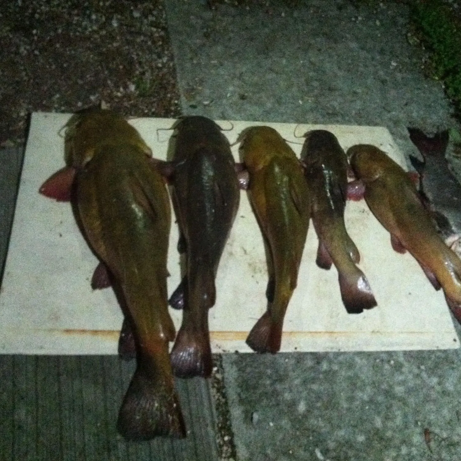 recently logged catches