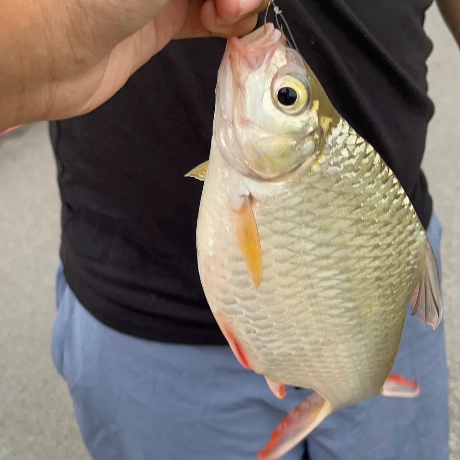 The most popular recent Java barb catch on Fishbrain