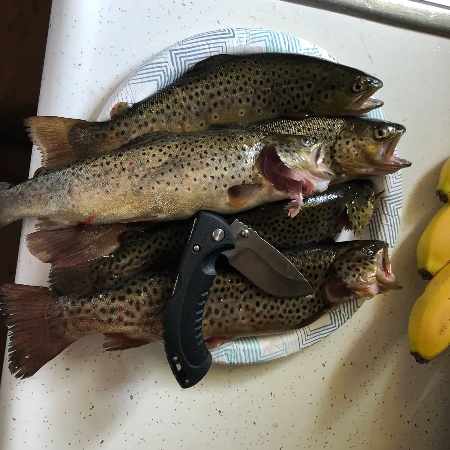 recently logged catches