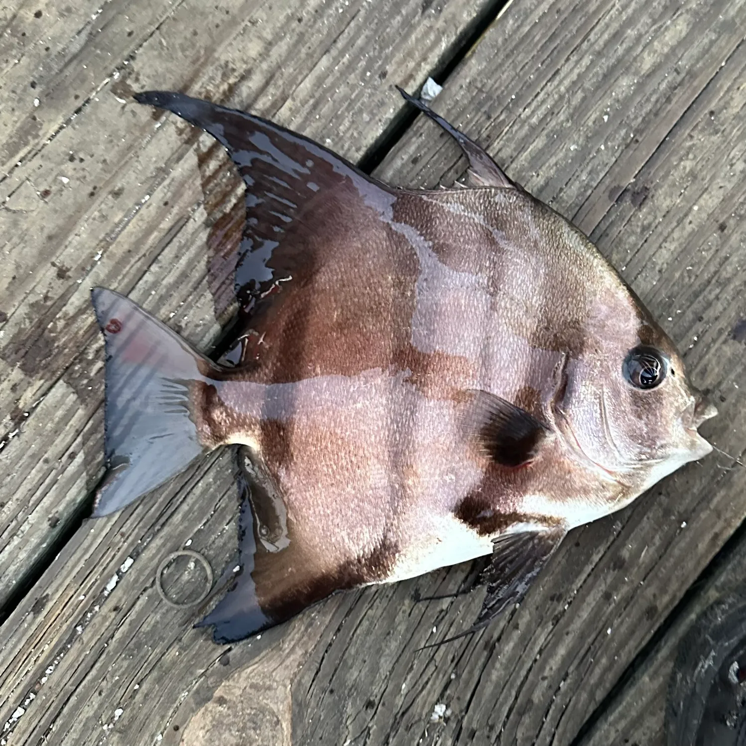 The most popular recent Atlantic spadefish catch on Fishbrain