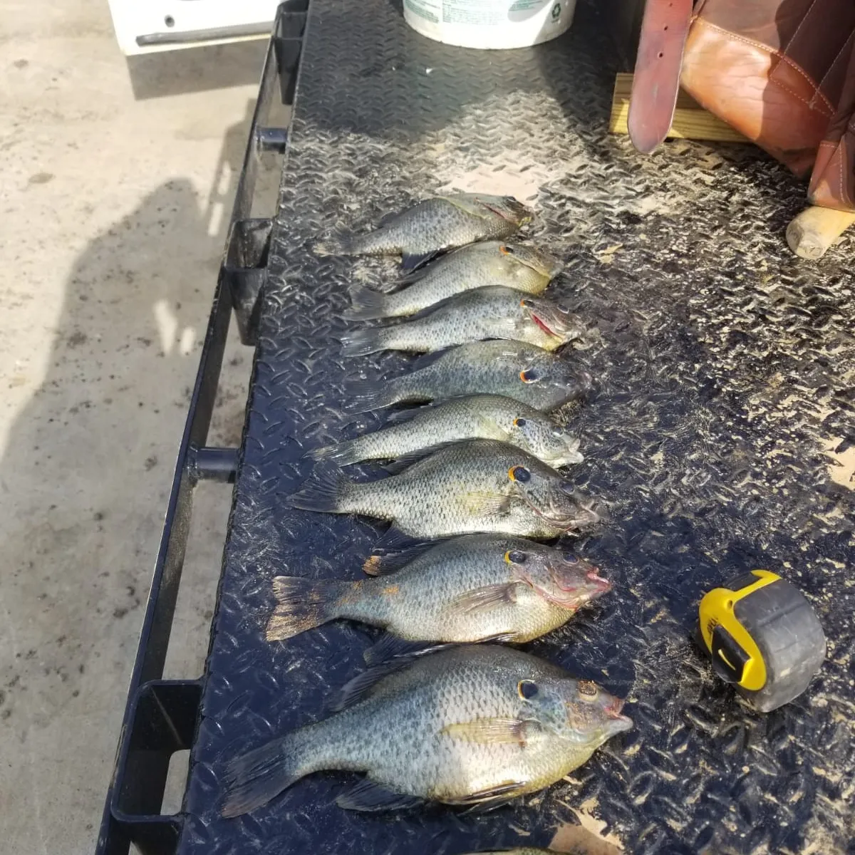 recently logged catches