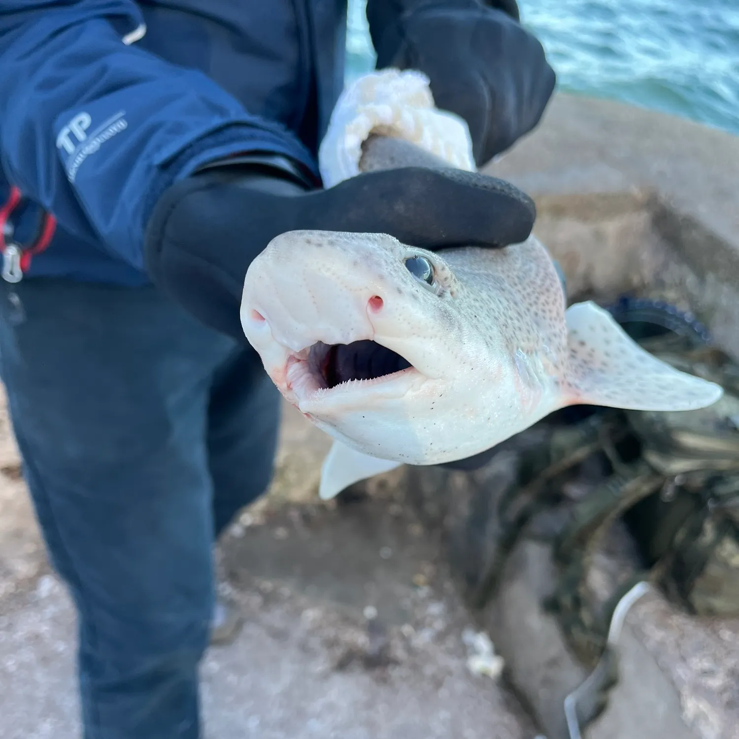 The most popular recent Starry smooth-hound catch on Fishbrain