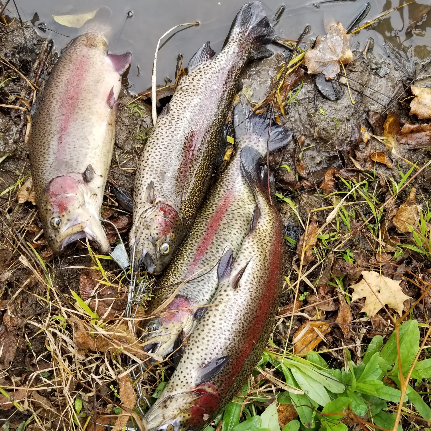 recently logged catches