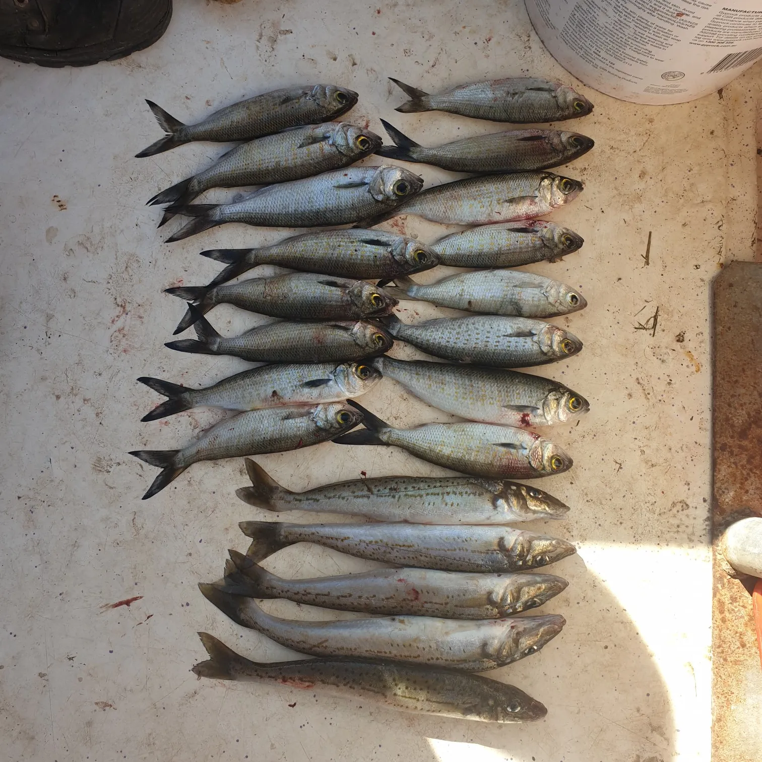 recently logged catches