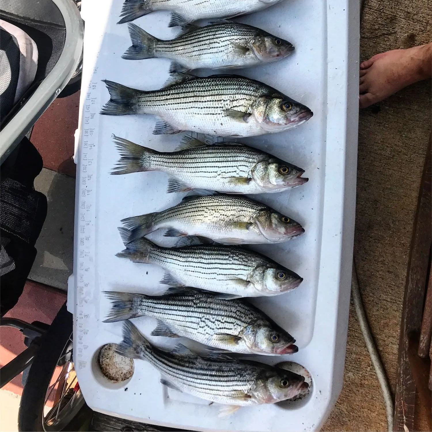 recently logged catches