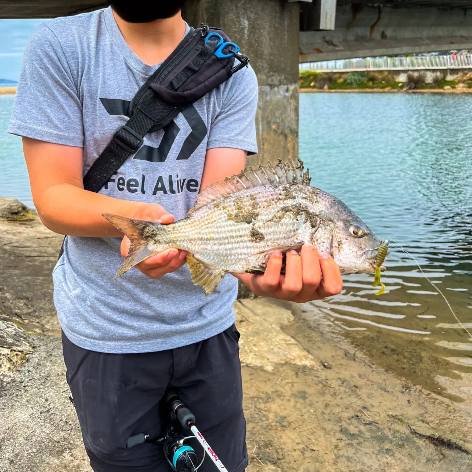 The most popular recent Southern black bream catch on Fishbrain