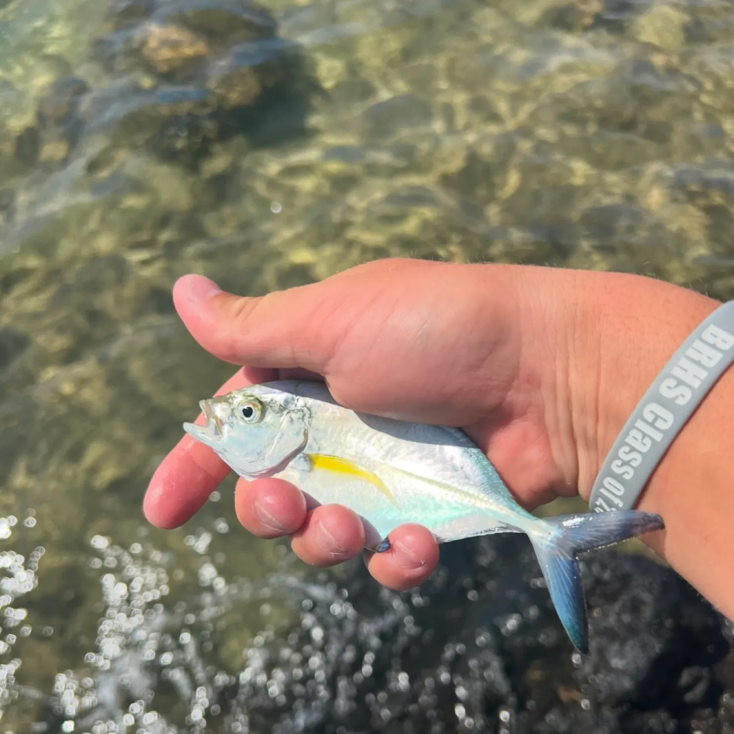 The most popular recent Bluefin trevally catch on Fishbrain