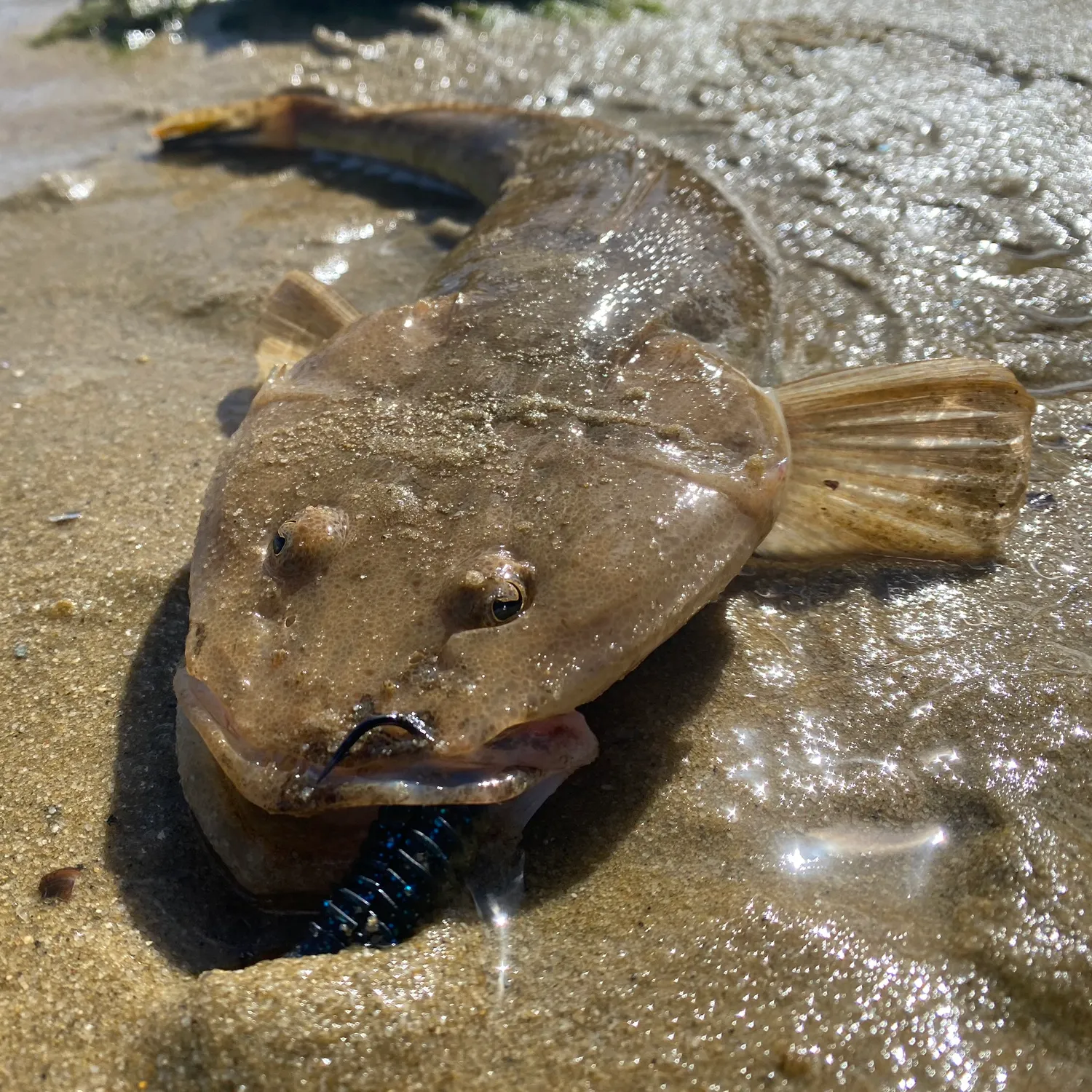 The most popular recent Bartail flathead catch on Fishbrain