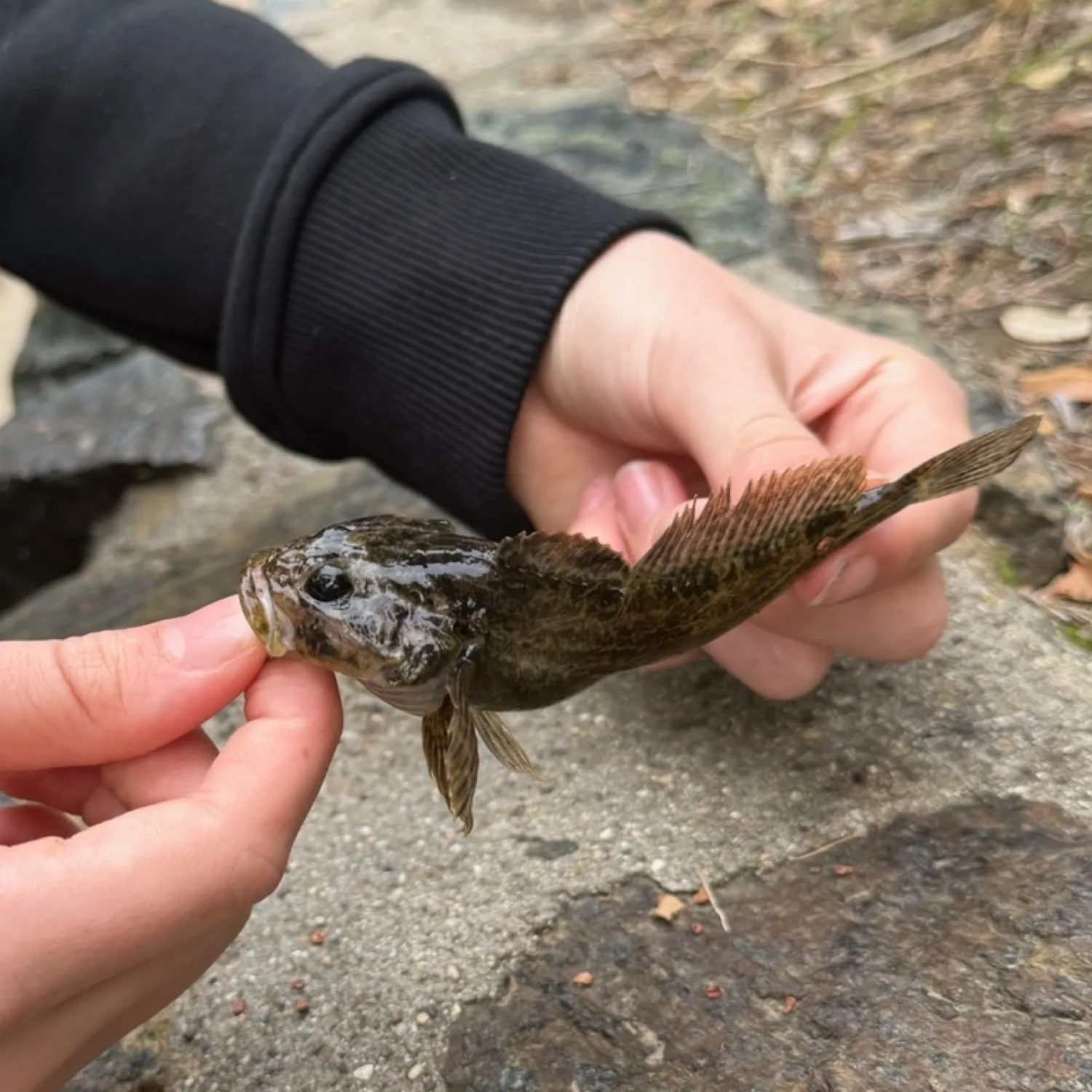 The most popular recent Prickly sculpin catch on Fishbrain