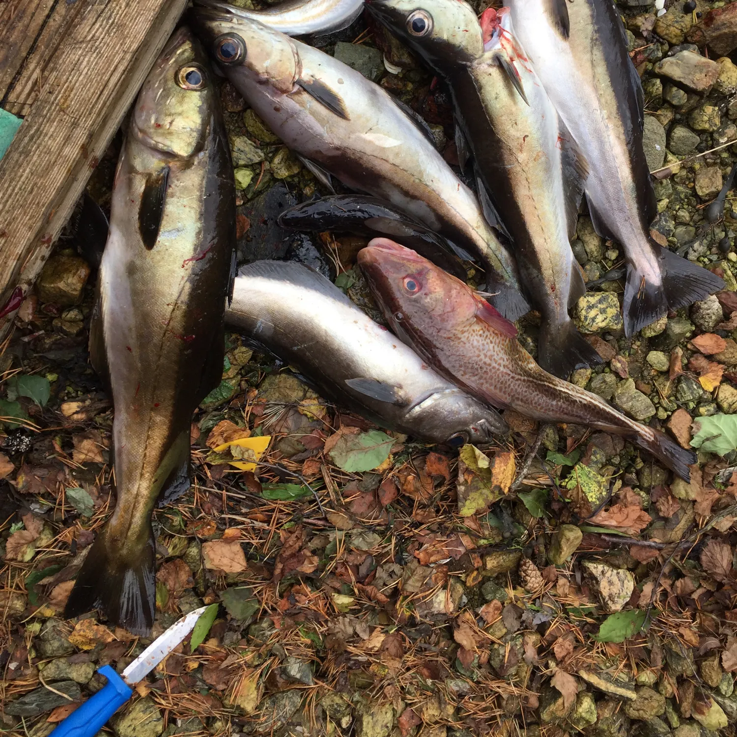 recently logged catches