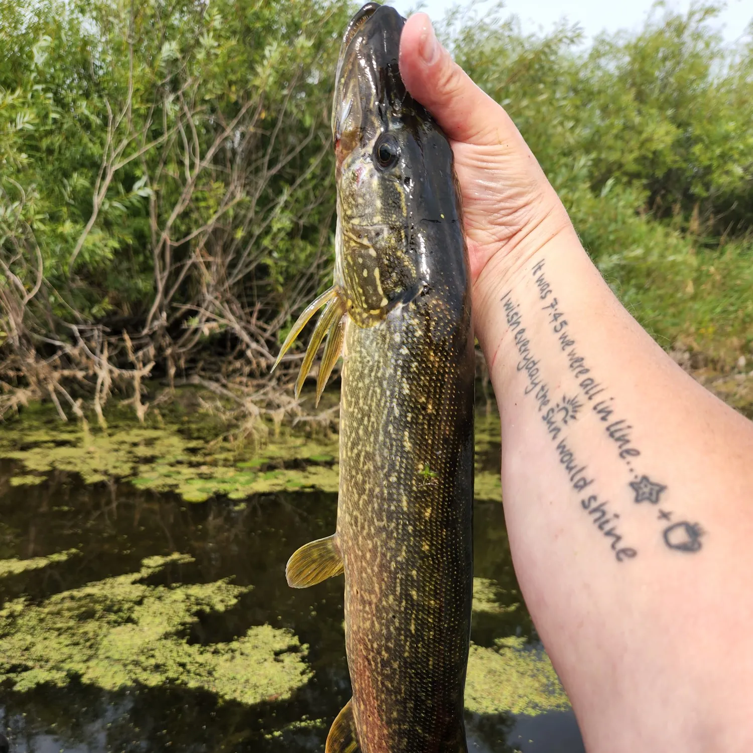 recently logged catches