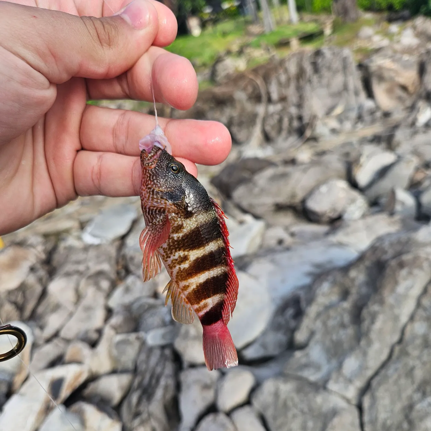 The most popular recent Dwarf hawkfish catch on Fishbrain