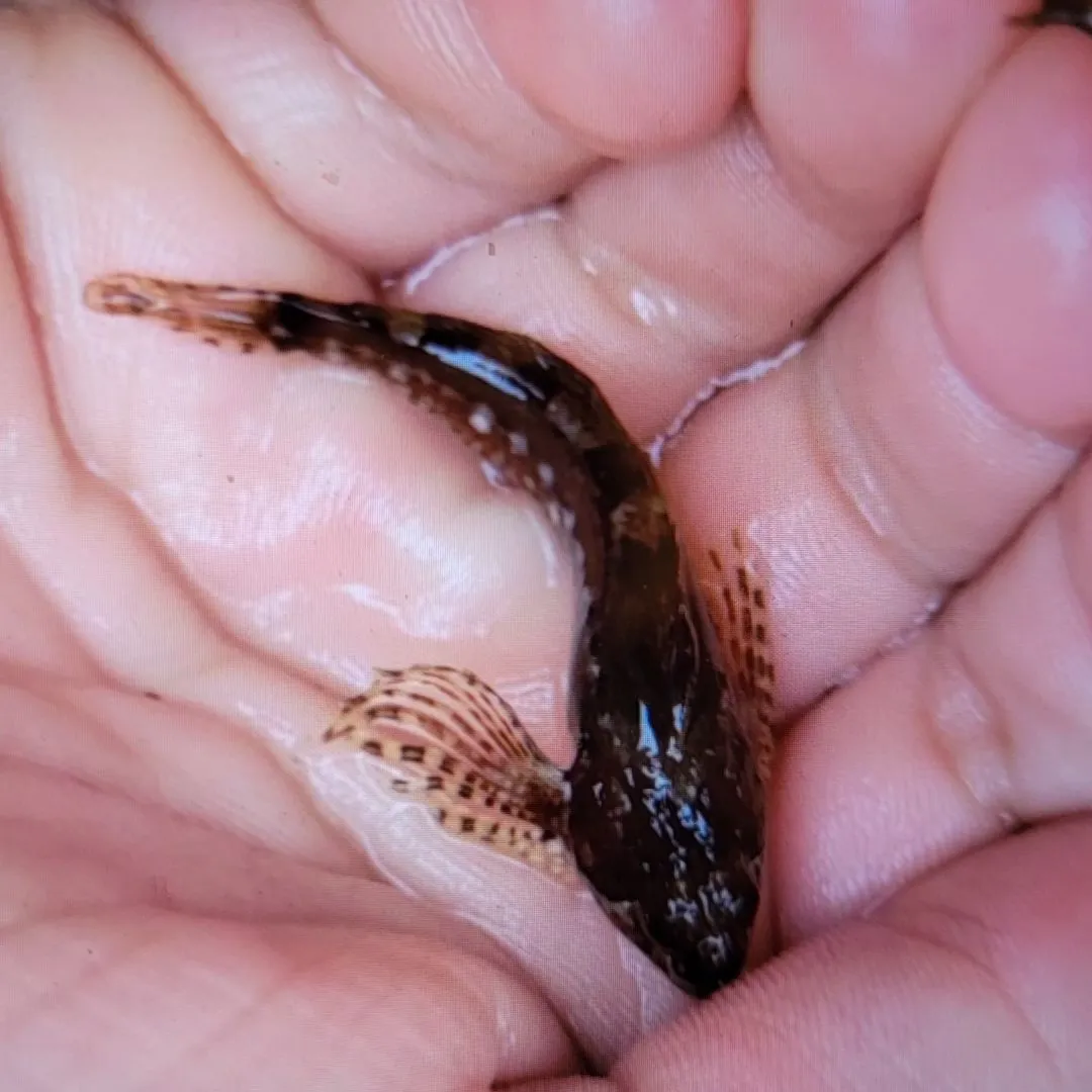 The most popular recent Tidepool sculpin catch on Fishbrain