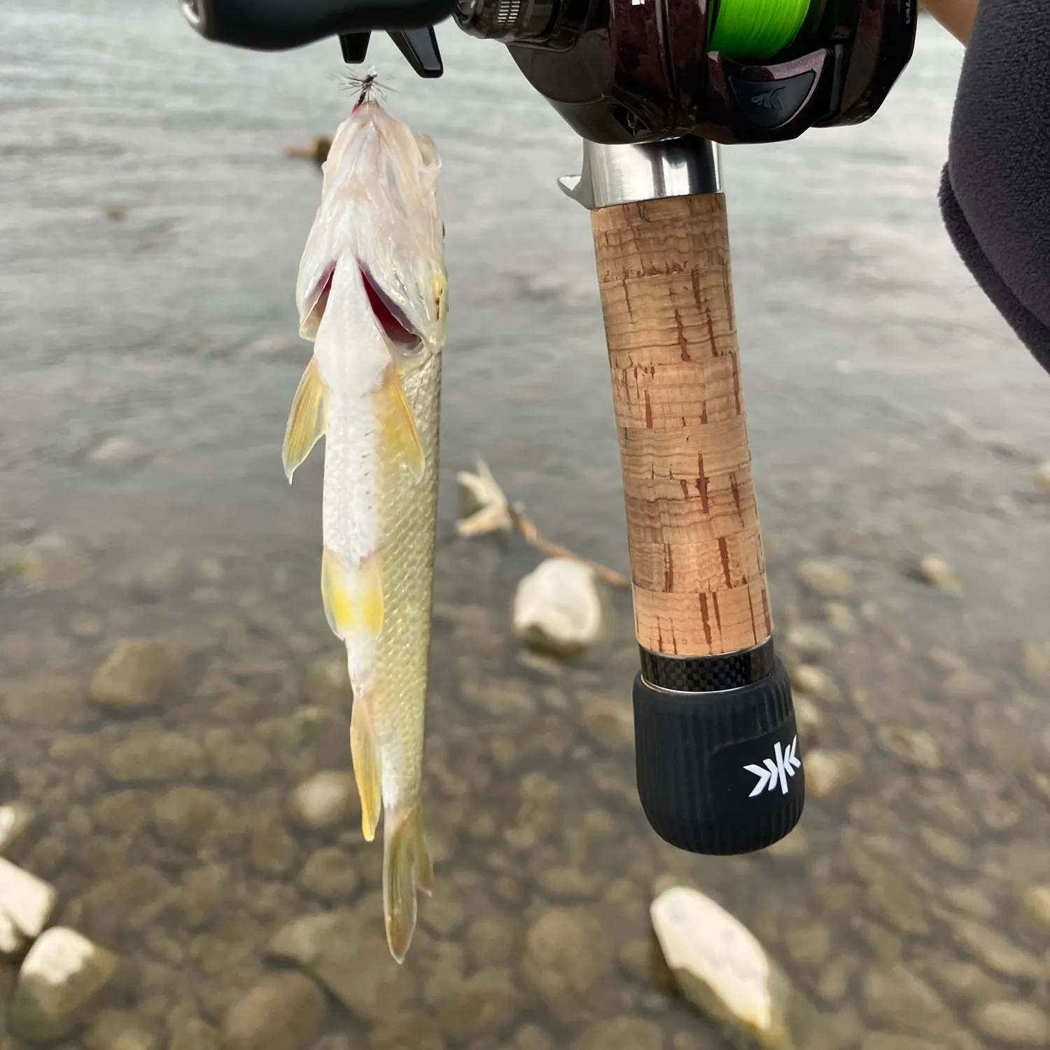 The most popular recent Opsariichthys bidens catch on Fishbrain