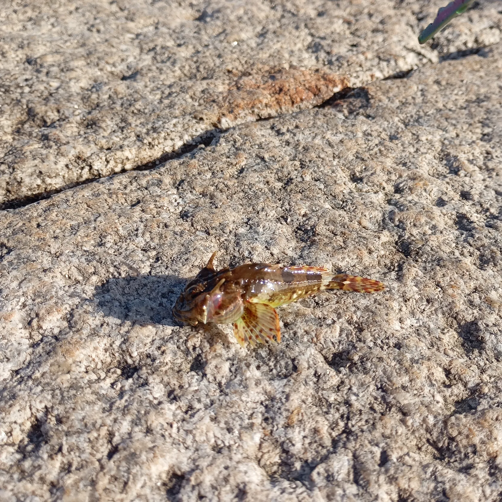 The most popular recent Pacific spotted scorpionfish catch on Fishbrain