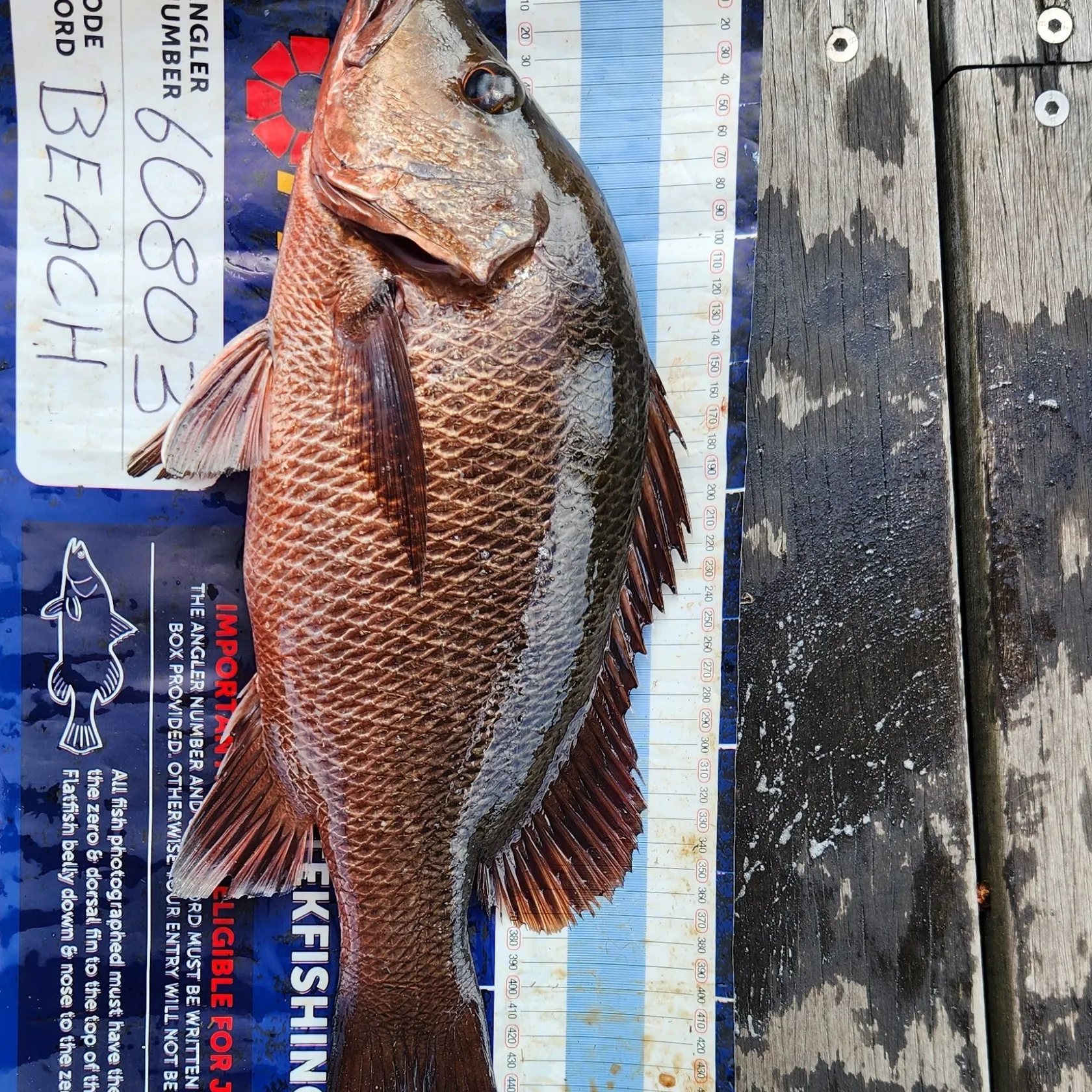 recently logged catches