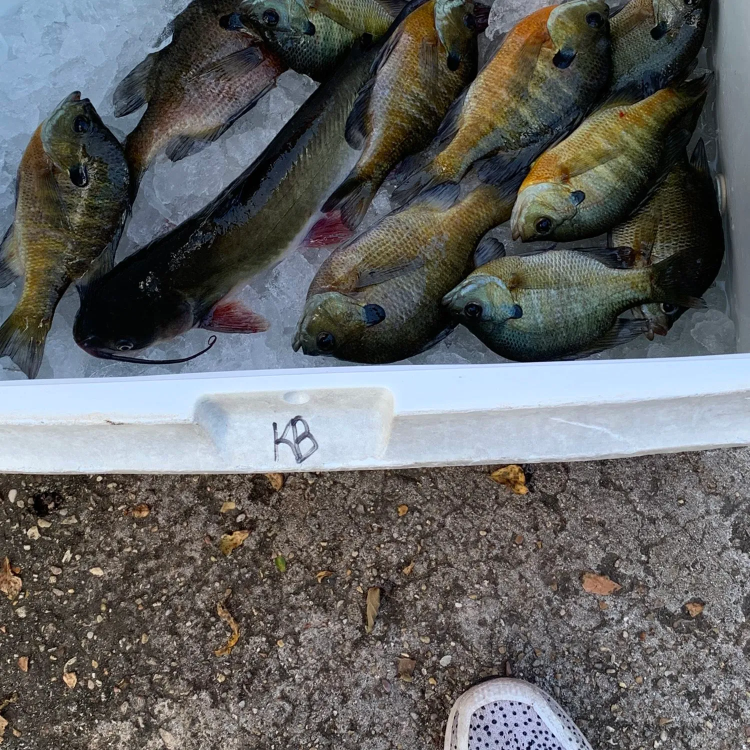 recently logged catches