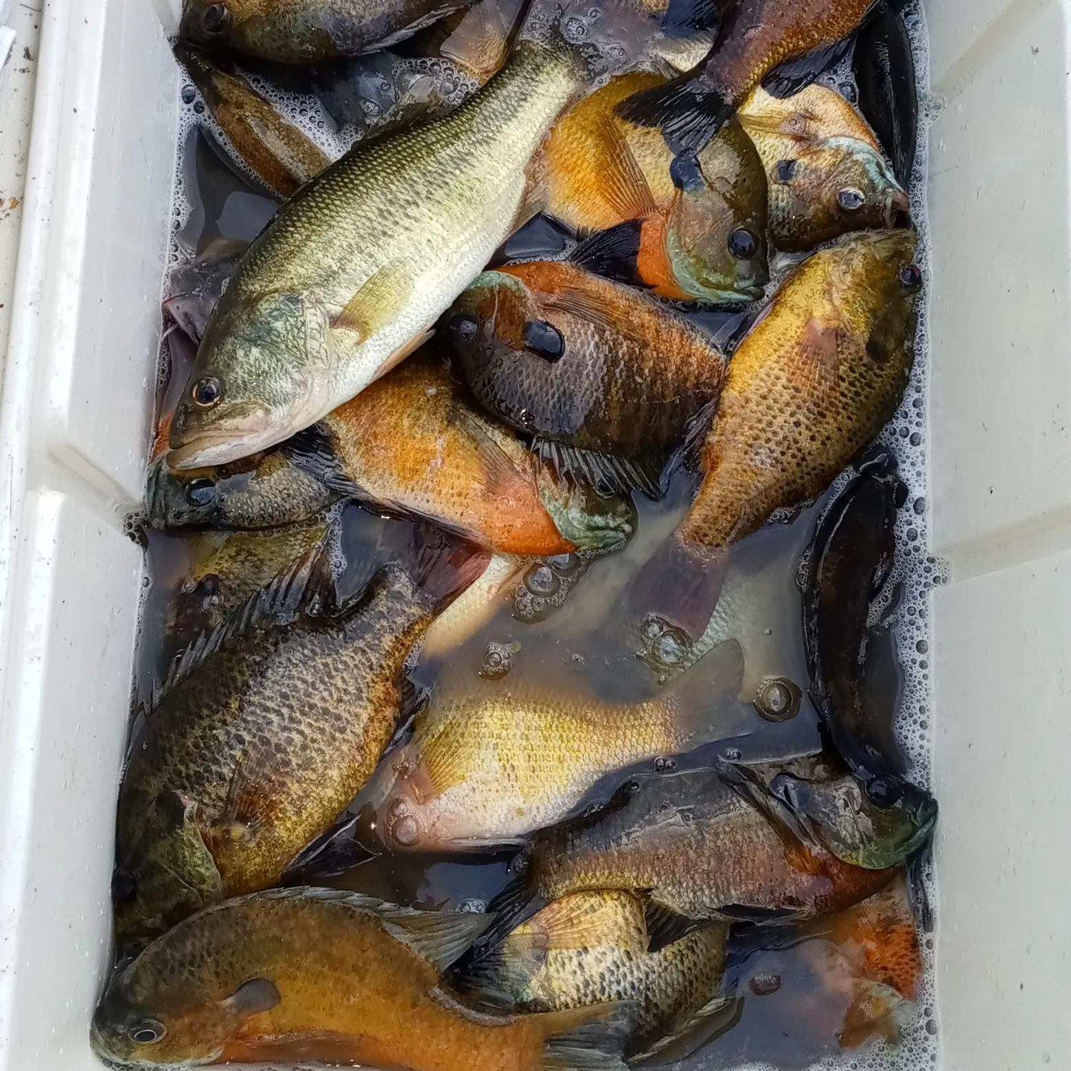 recently logged catches