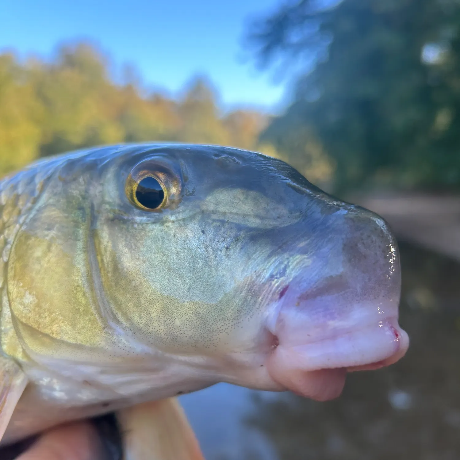 The most popular recent Golden redhorse catch on Fishbrain