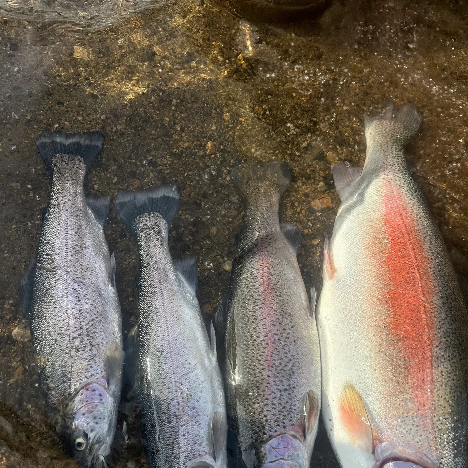 recently logged catches