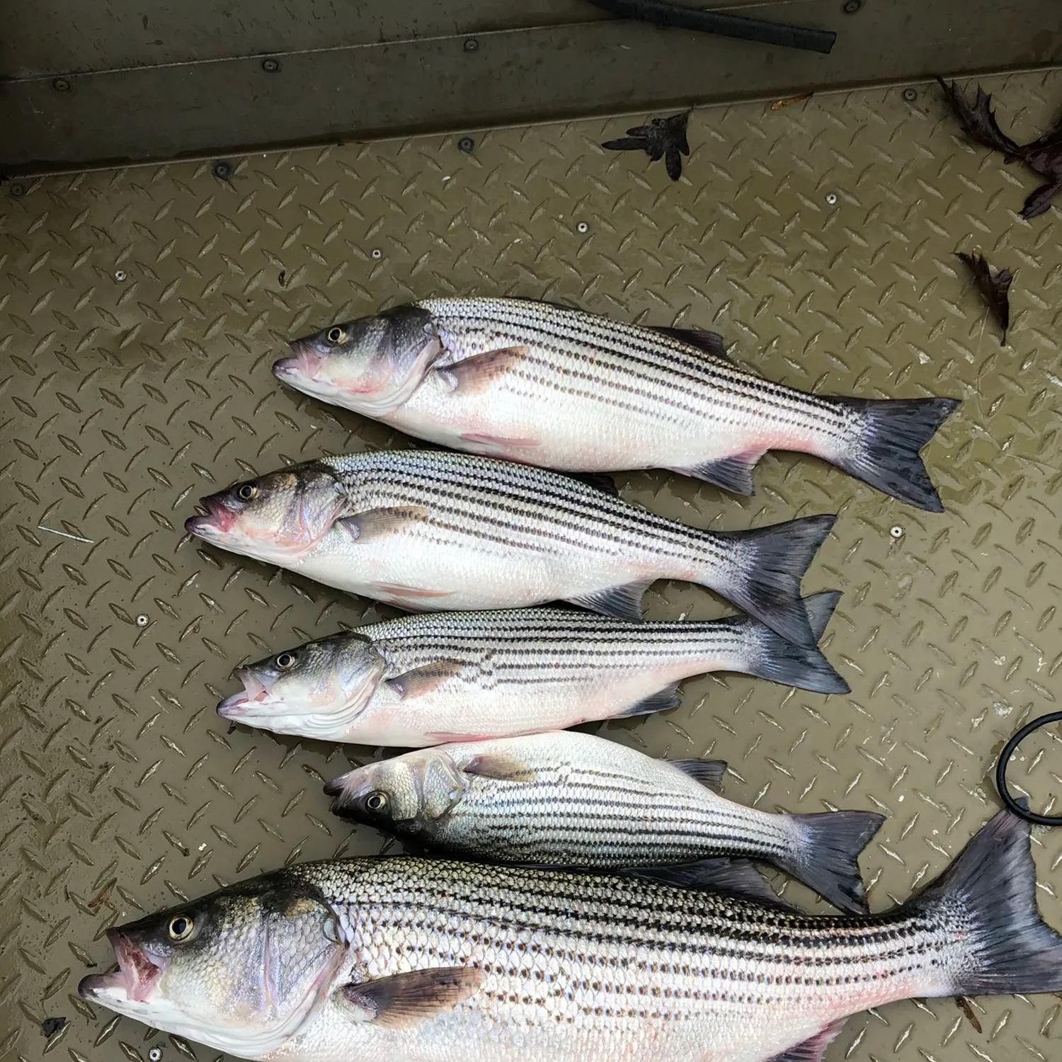 recently logged catches