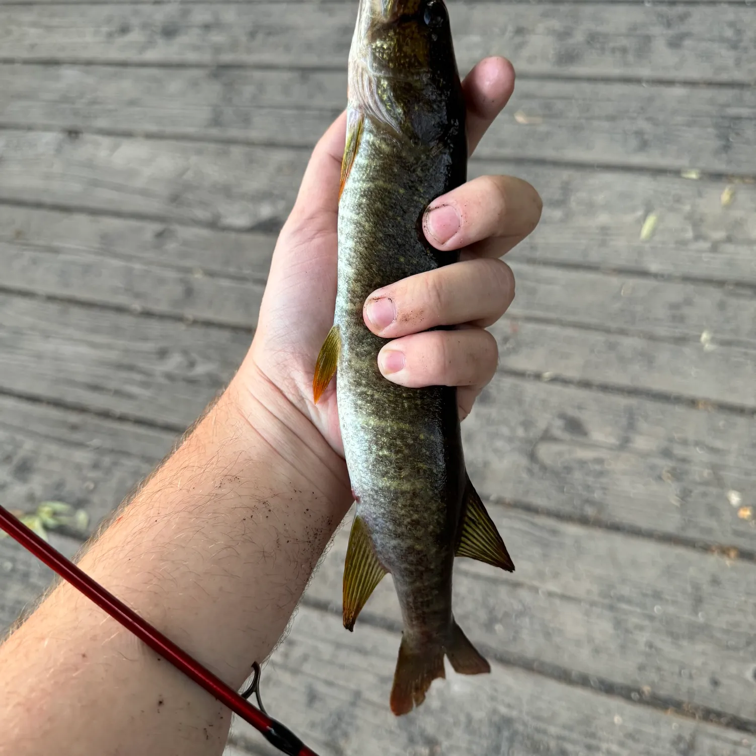 The most popular recent Redfin pickerel catch on Fishbrain