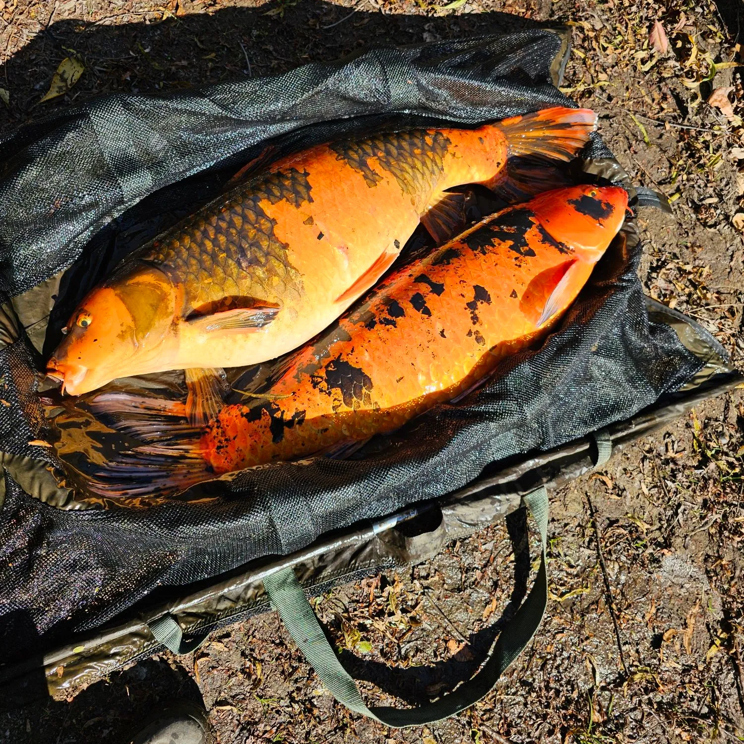 The most popular recent Koi carp catch on Fishbrain